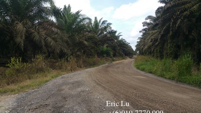 kulai inas 20 acre oil palm plantation rm128k 古来20依吉油棕园128千 Photo 2