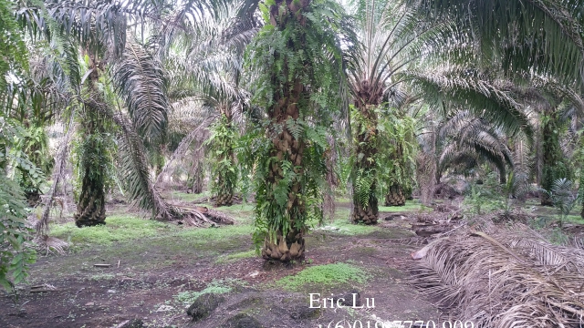 kulai inas 20 acre oil palm plantation rm128k 古来20依吉油棕园128千 Photo 1