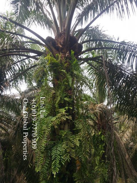 kulai inas 20 acre oil palm plantation rm128k Photo 6