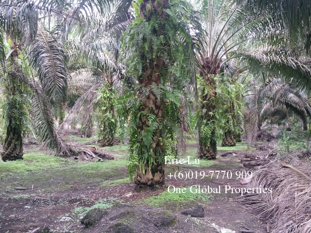 kulai inas 20 acre oil palm plantation rm128k 古来20依吉油棕园128千 Photo 3