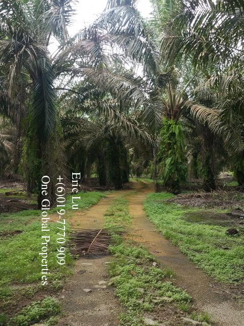 kulai inas 20 acre oil palm plantation rm128k 古来20依吉油棕园128千 Photo 4