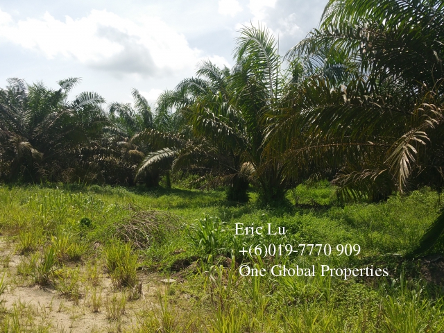 kulai inas 20 acre oil palm plantation rm128k 古来20依吉油棕园