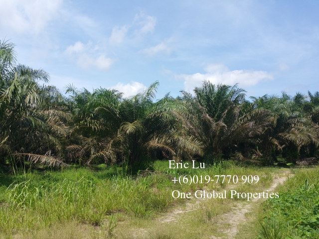 kulai inas 20 acre oil palm plantation rm128k 古来20依吉油棕园