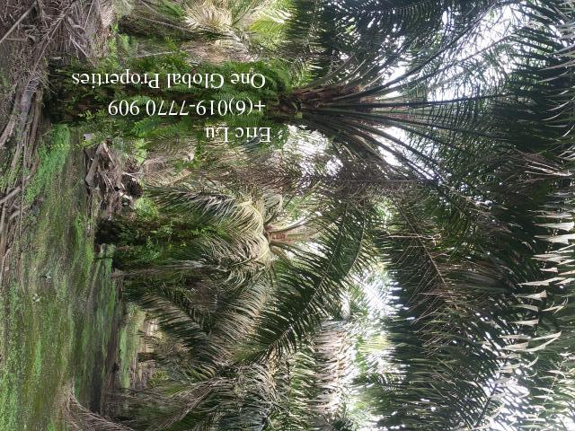 kulai inas 20 acre oil palm plantation rm128k 古来20依吉油棕园128千 Photo 8